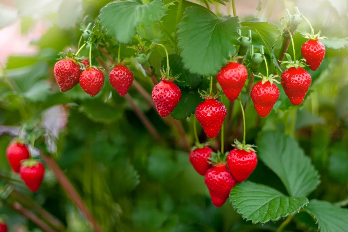 Ripe strawberries hanging on plant