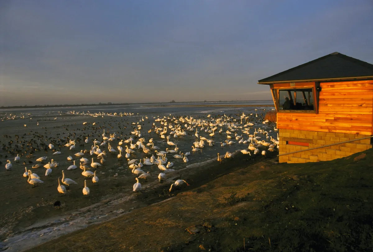 Swans in wetlands