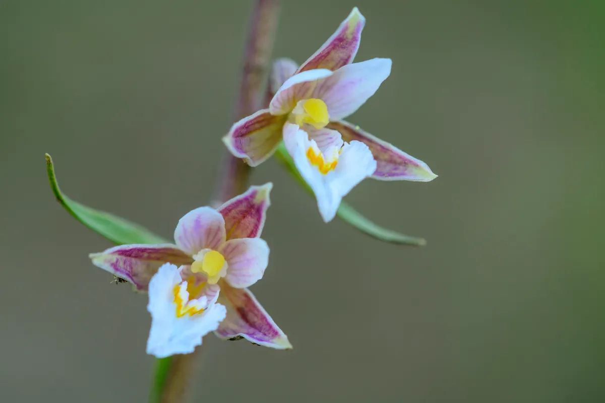 Marsh Helleborine ( Epipactis palustris) in bloom/Credit: Getty
