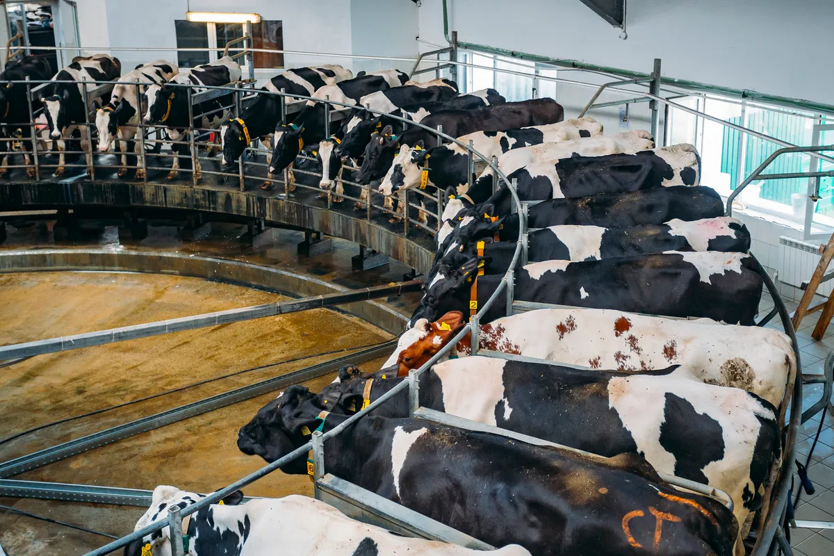 Cows being milked  by automatic industrial milking rotary system in modern diary farm