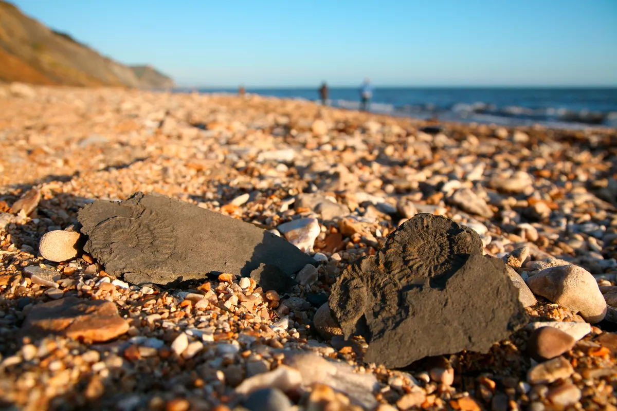 Fossils on charmouth beach, on the jurassic coast of Dorset.