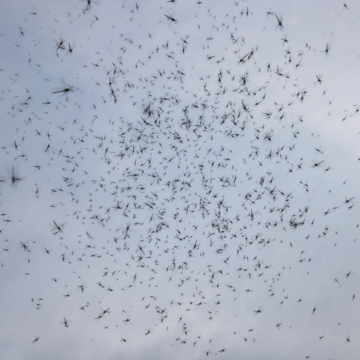 swarm of midges