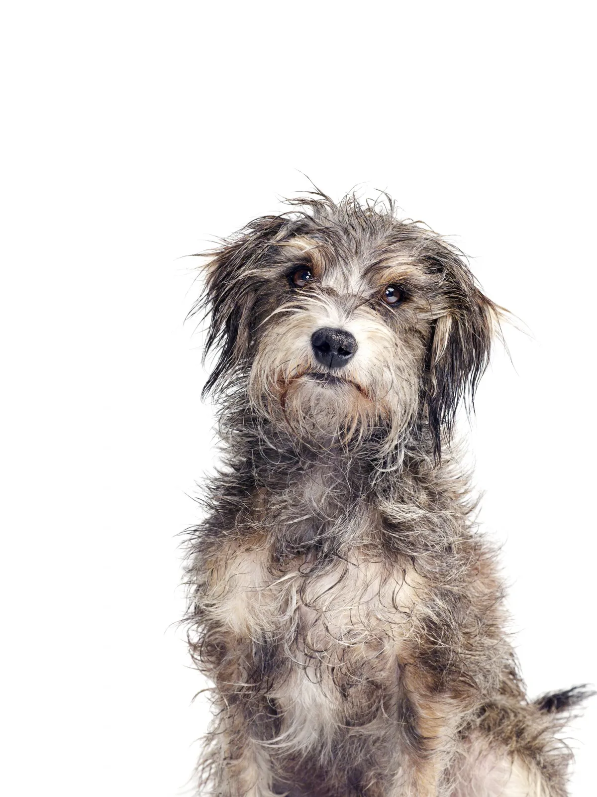 Portrait of Mutt Dog
