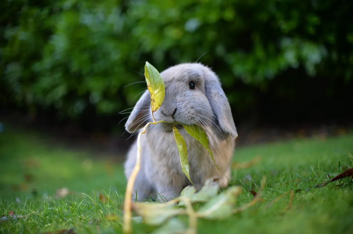 Domestic Light grey mini lop eared rabbit eating leaves in a garden
