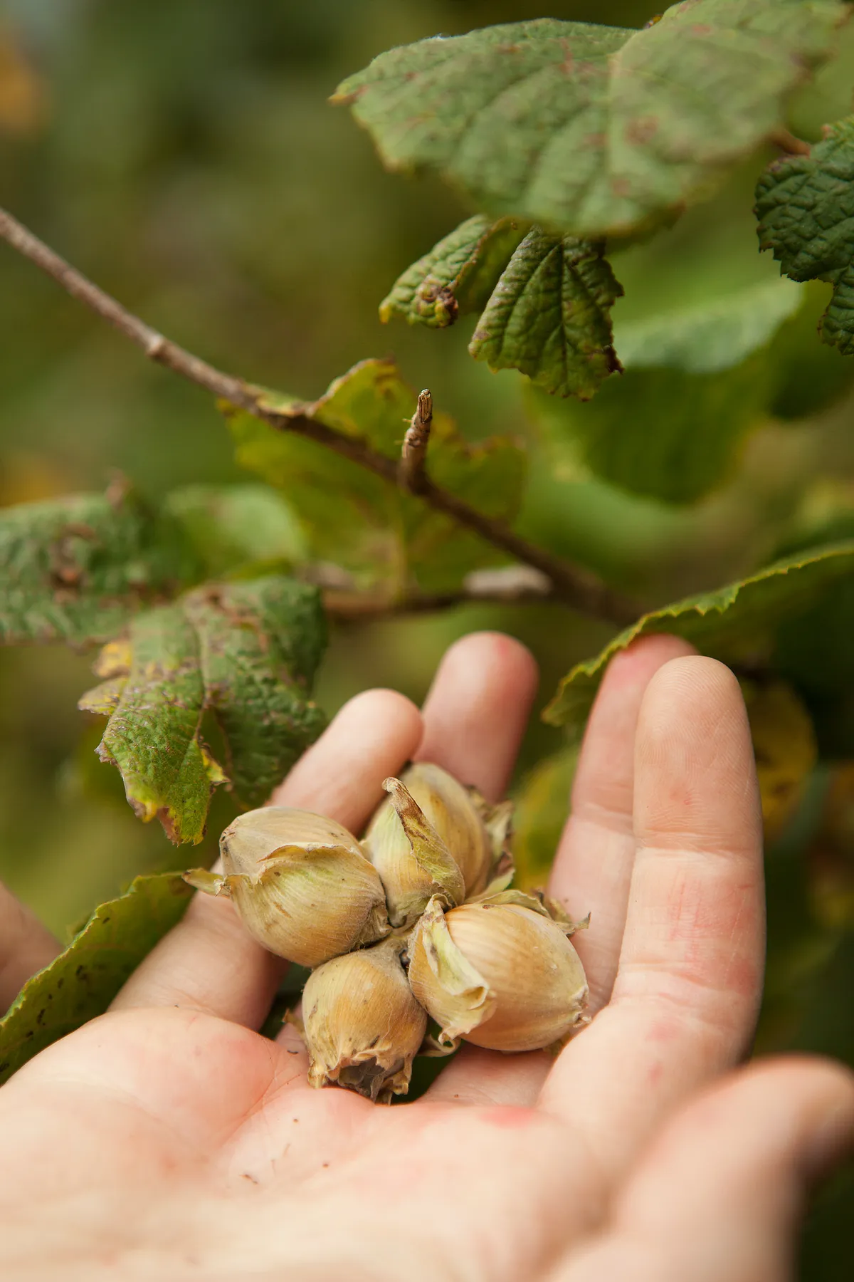 Handful of foraging hazelnuts