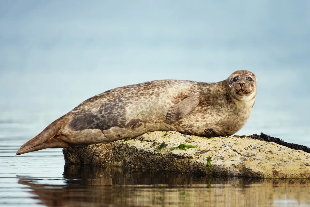 Common seal on rock