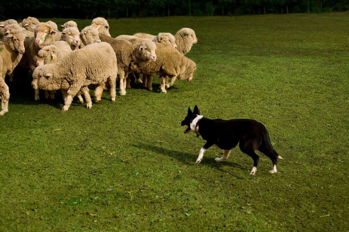 Sheep and collie