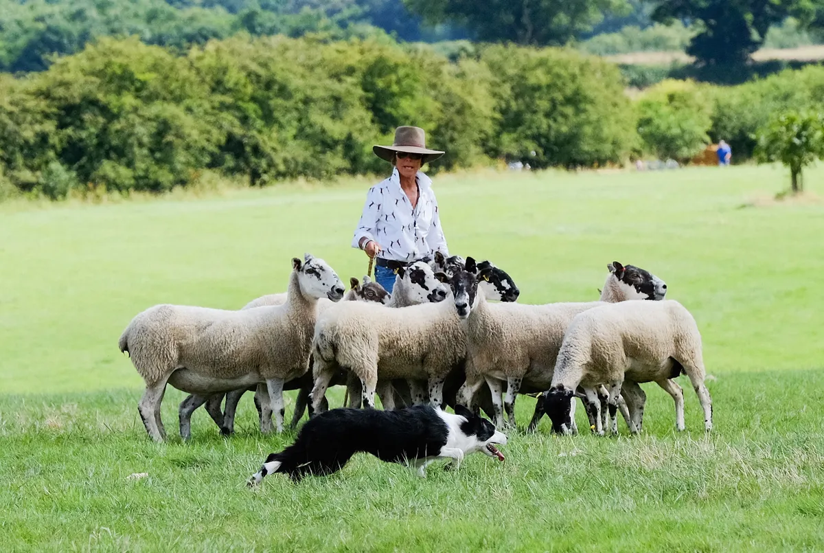 Woman with sheep and sheepdog