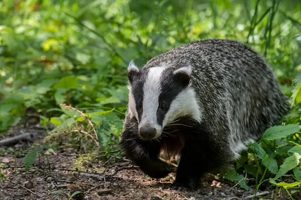 European badger (Meles meles) foraging in the undergrowth / scrub at forest edge. (Photo by: Philippe Clement/Arterra/Universal Images Group via Getty Images)