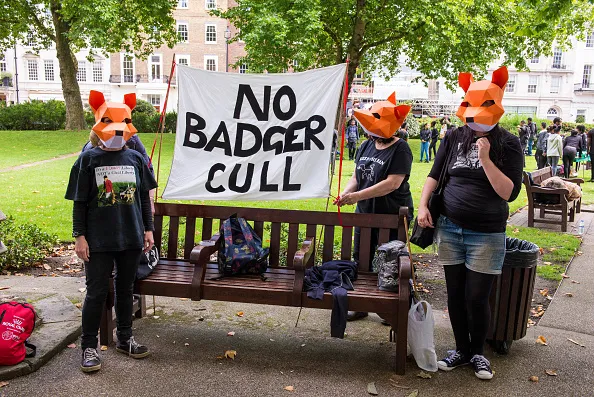 WESTMINSTER, UNITED KINGDOM - AUGUST 12: Make Badger Culling & Hunting History Protest March on August 12, 2017 in Westminster, England. Hundreds of Animal rights activists call on the Conservative government to bring an immediate end to the cruel, costly and ineffective badger cull policy and to strengthen rather than seek to repeal the Hunting Act, and to raise public awareness of the barbarity of fox-cub hunting. PHOTOGRAPH BY David Nash / Barcroft Images London-T: 44 207 033 1031 E:hello@barcroftmedia.com - New York-T: 1 212 796 2458 E:hello@barcroftusa.com - New Delhi-T: 91 11 4053 2429 E:hello@barcroftindia.com www.barcroftimages.com (Photo credit should read David Nash / Barcroft Media via Getty Images / Barcroft Media via Getty Images)