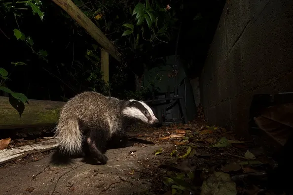 Badger, Meles meles, in urban garden Tunbridge Wells, Kent. (Photo by: David Tipling/Education Images/Universal Images Group via Getty Images)