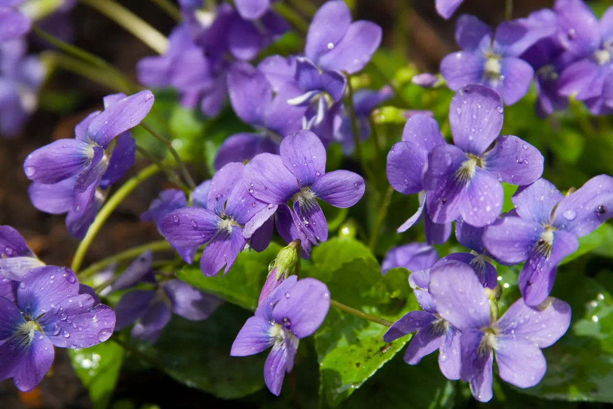 Cluster of wild sweet violets growing outdoors with dew drops