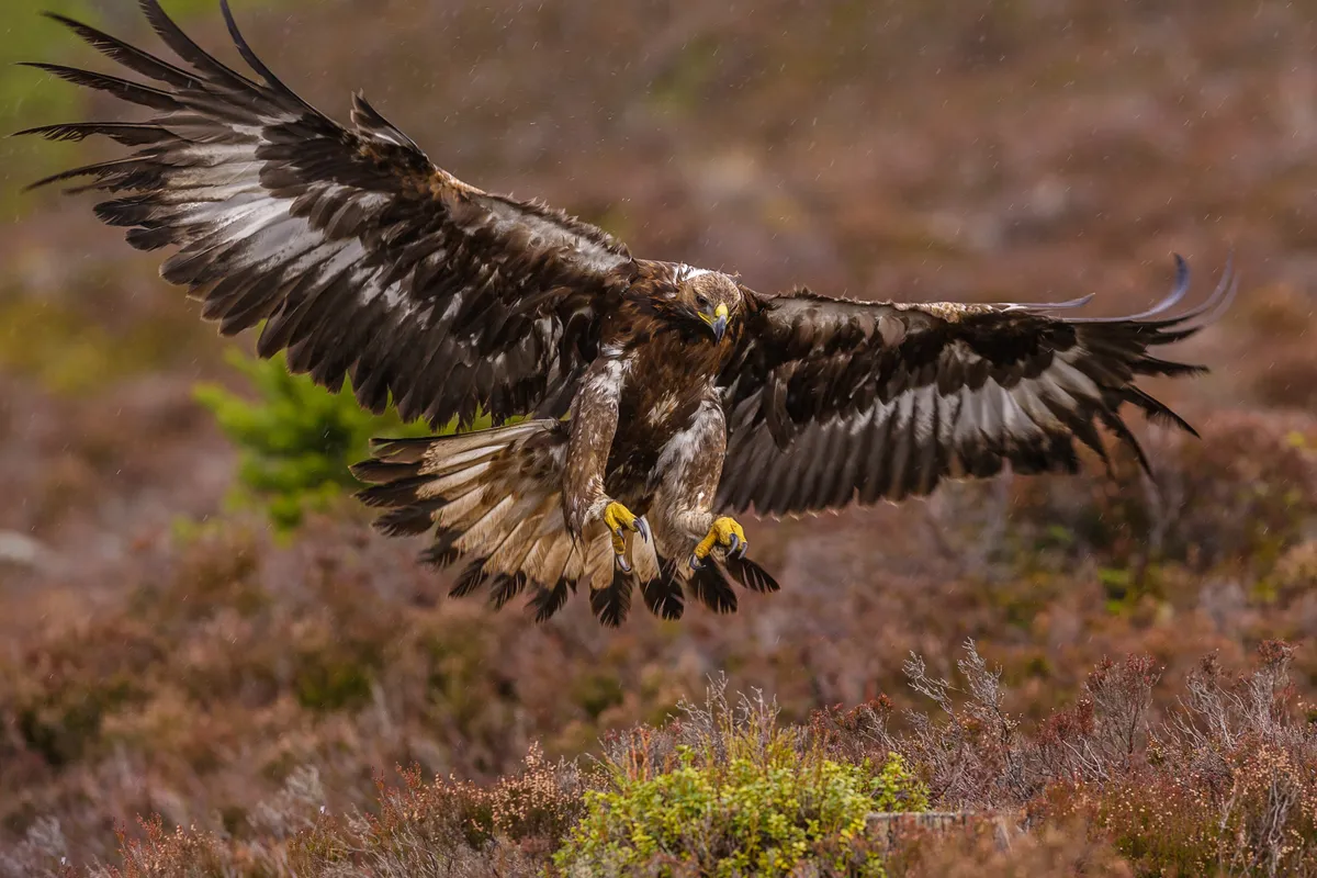 Bird of prey above moorland