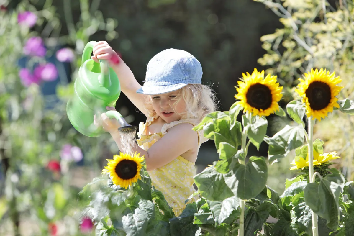 Young girl watering sunflowers in garden