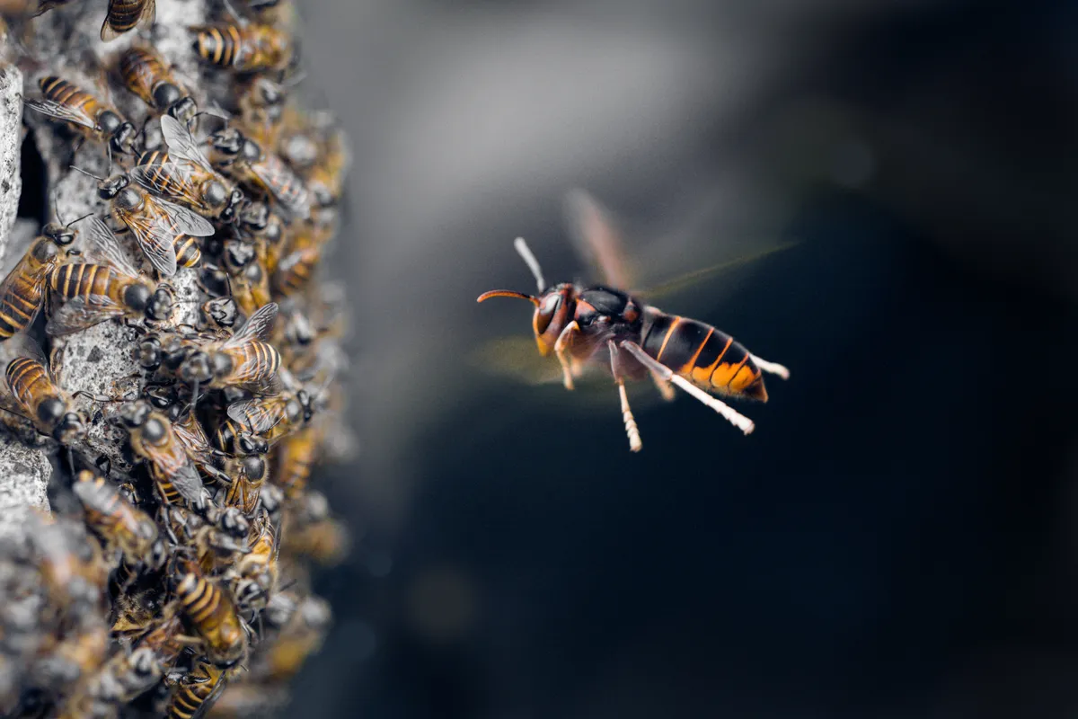 Asian hornet attack on honeybee hive/Getty images