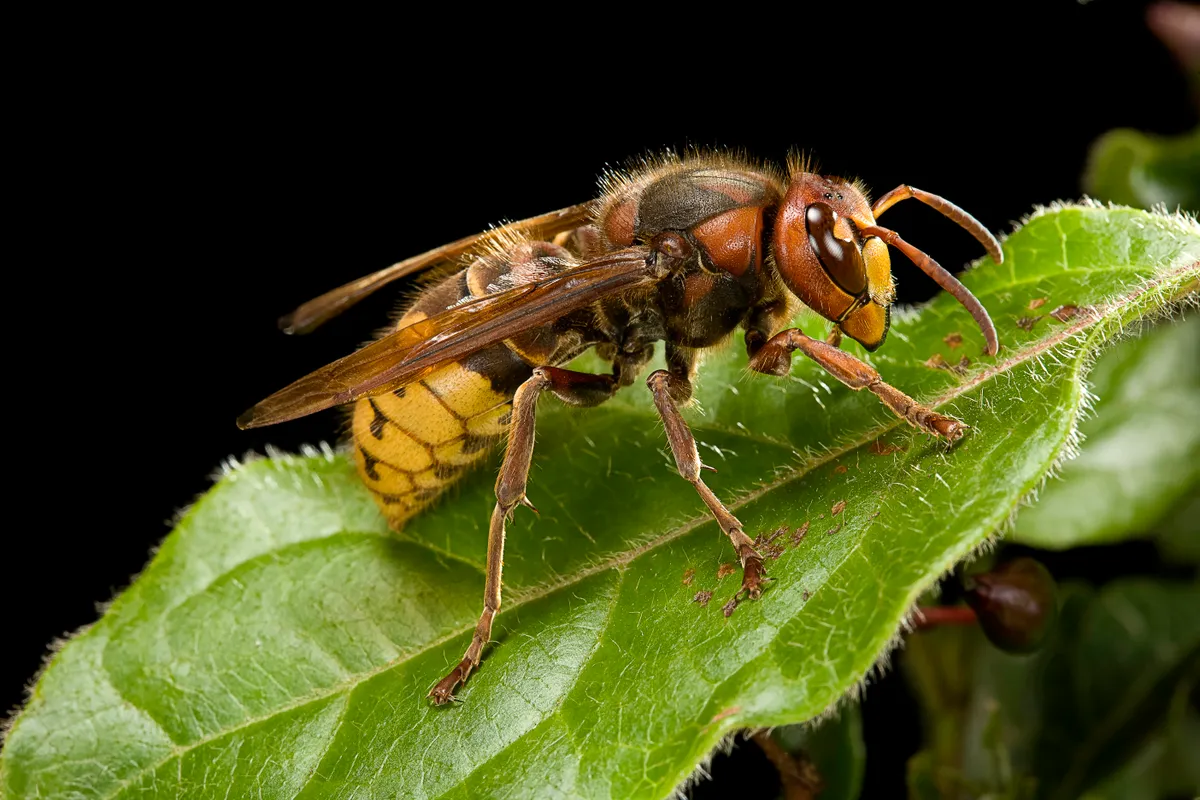 European hornet (European hornet (Vespa crabro)/Getty Images