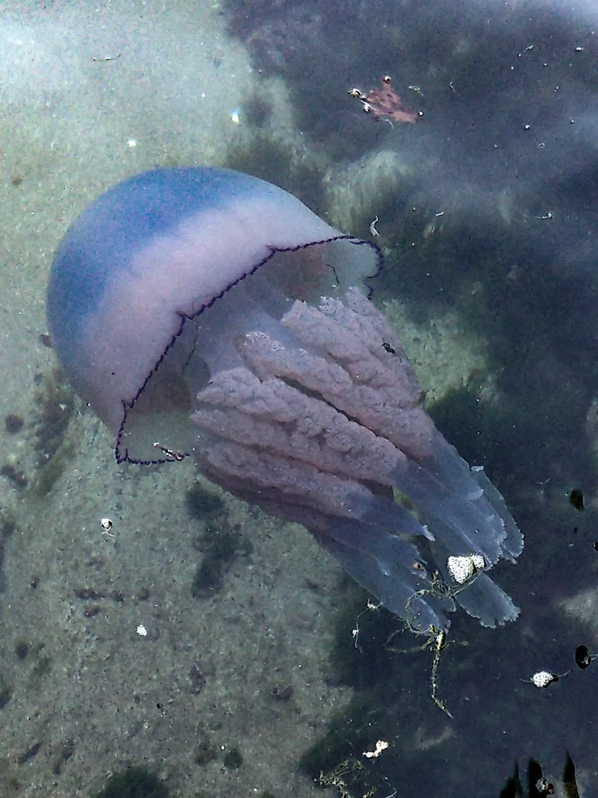 A large barrel jellyfish in the sea