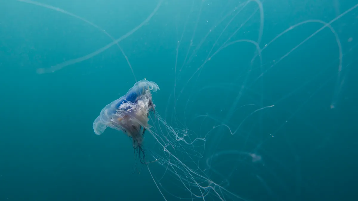 The tentacles of a Cyanea lamarckii jellyfish float in a tangle