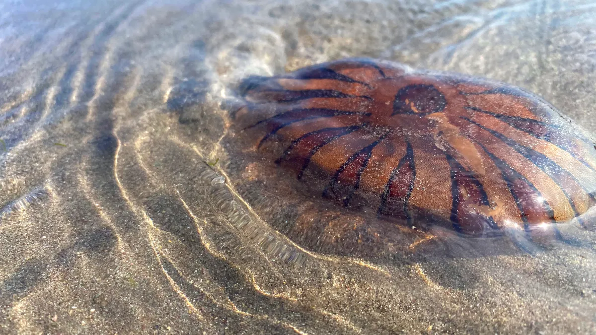 Jellyfish washed up on the beach