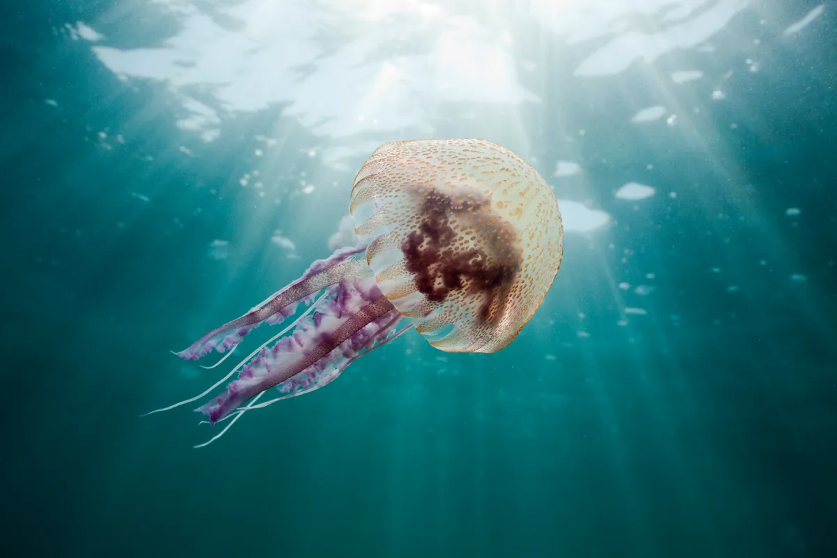Mauve Stinger Jellyfish, in the sea