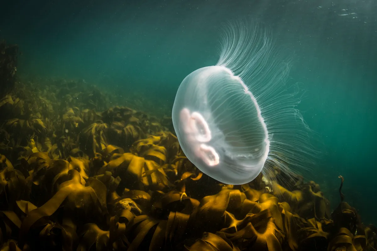 Moon jellyfish swimming in the ocean