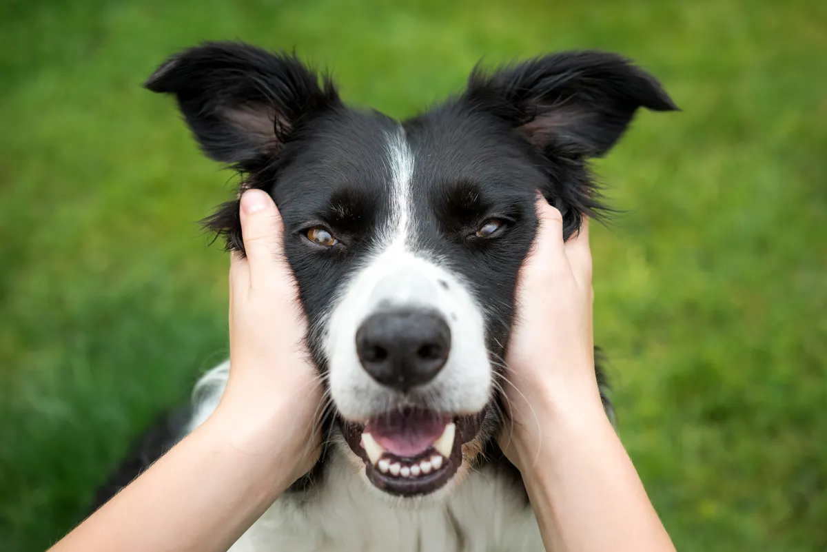 Girl patting a border collie