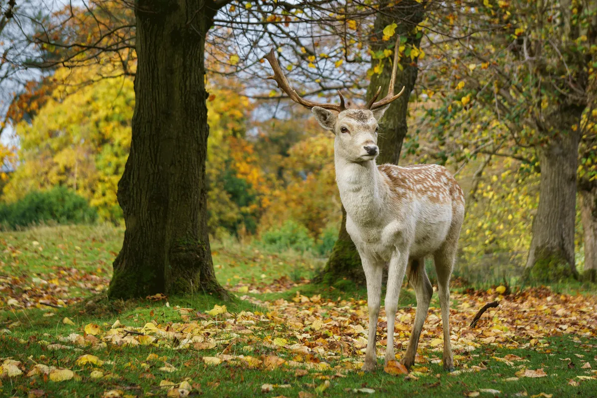 A young male fallow deer with an impressive head of horns among trees and fallen leaves at Lyme Park in Cheshire
