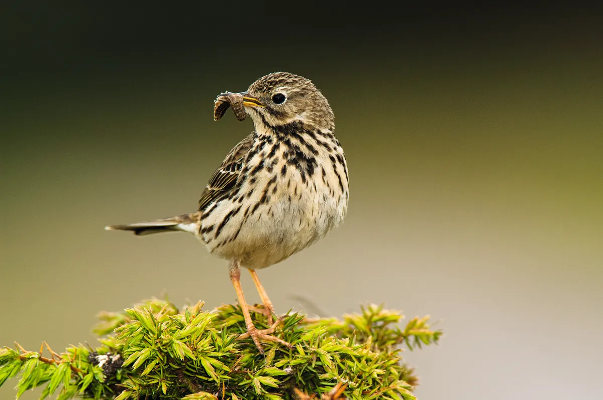 Meadow Pipit ©Getty