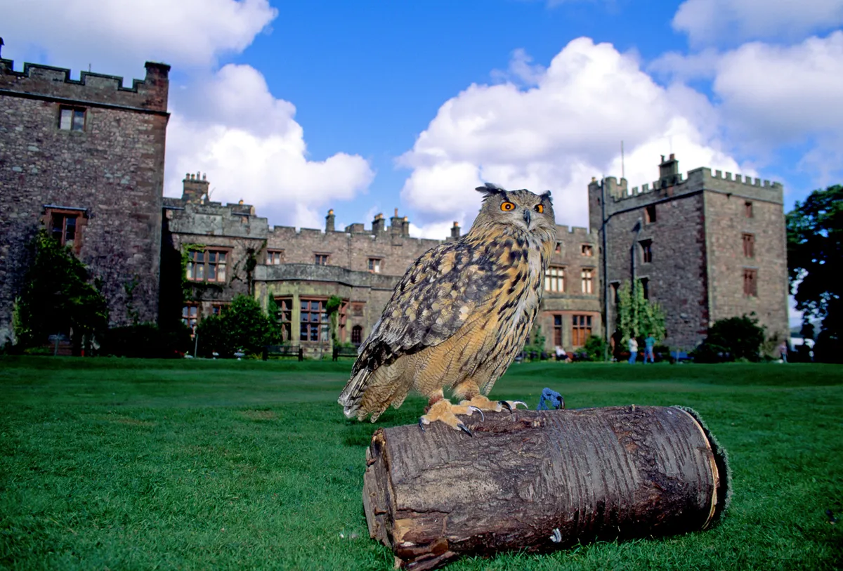 Castle with an owl