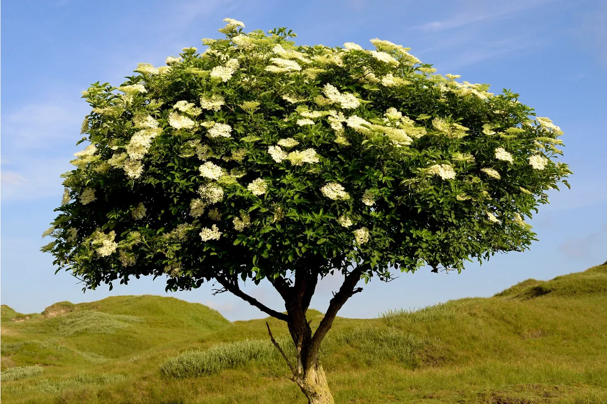 Elder tree in flower with rolling green hills