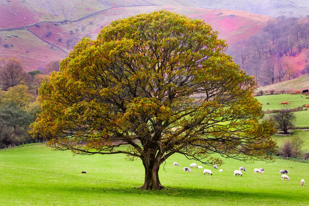 Oak tree with sheep grazing