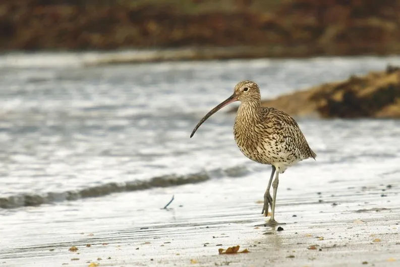 curlew on beach