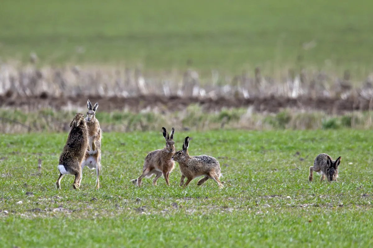 European Brown Hares (Lepus europaeus) female boxing / fighting with male in field during the breeding season