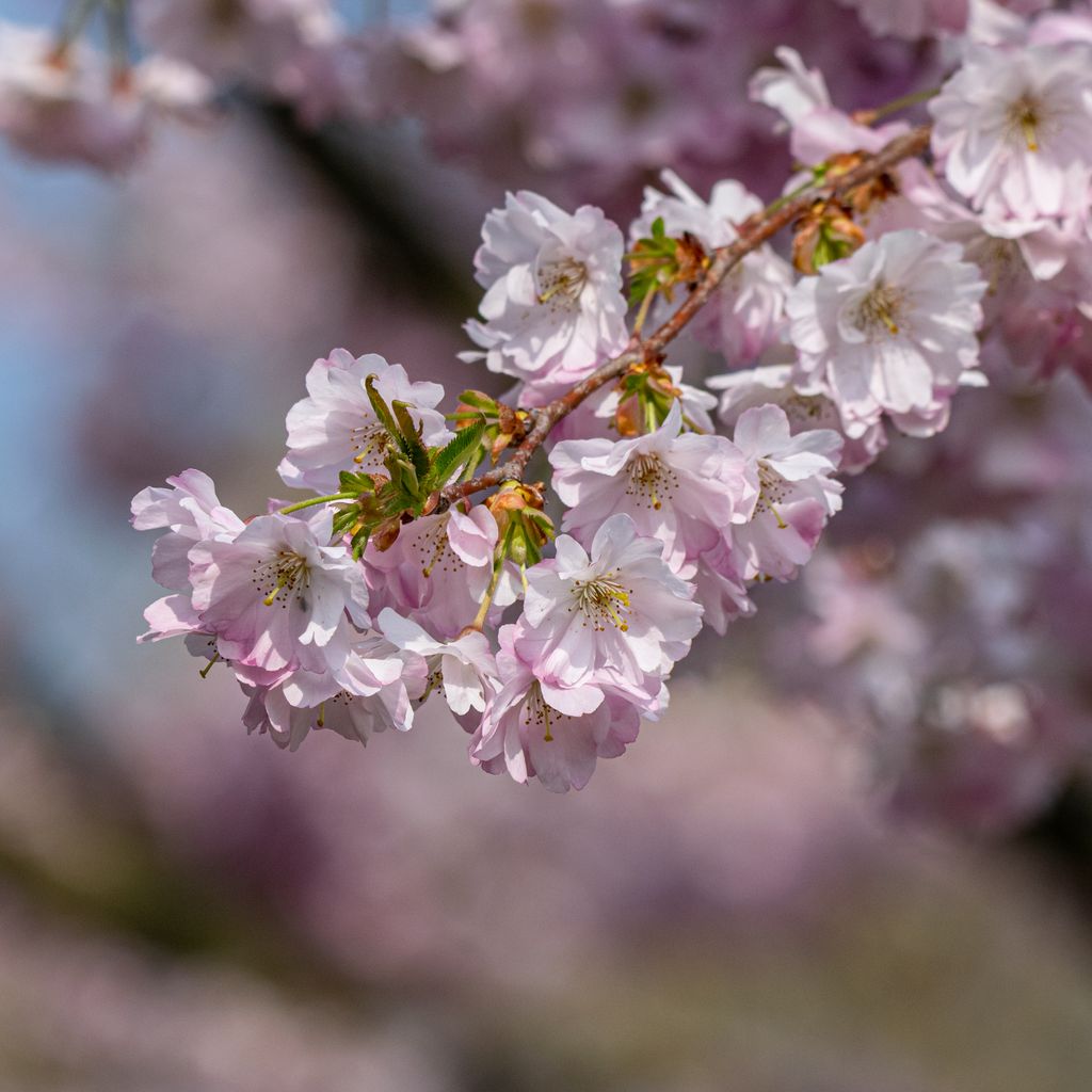 How to take beautiful photos of blossom