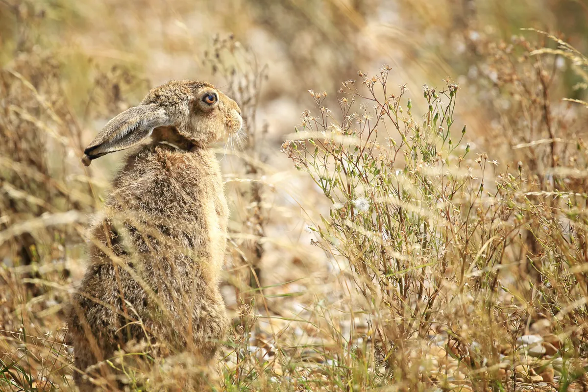 Hare sitting in hind legs Havergate