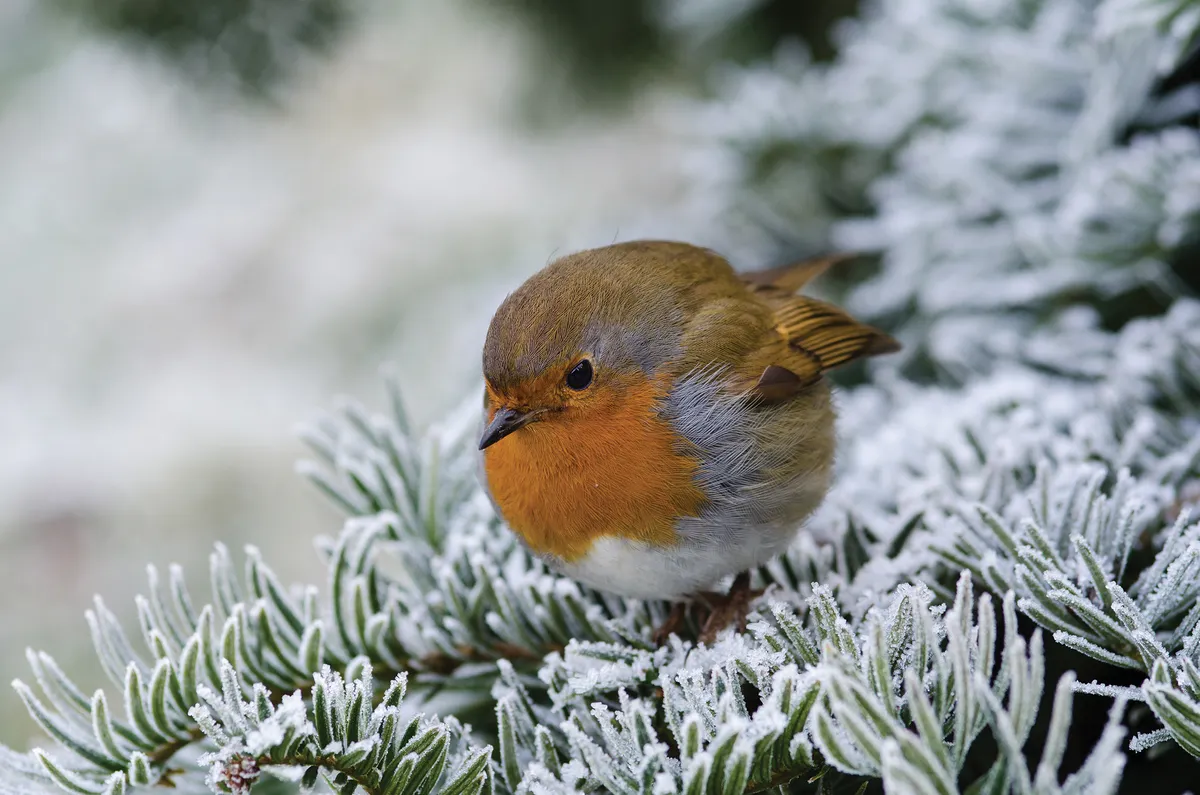 Robin on frosted pine branch