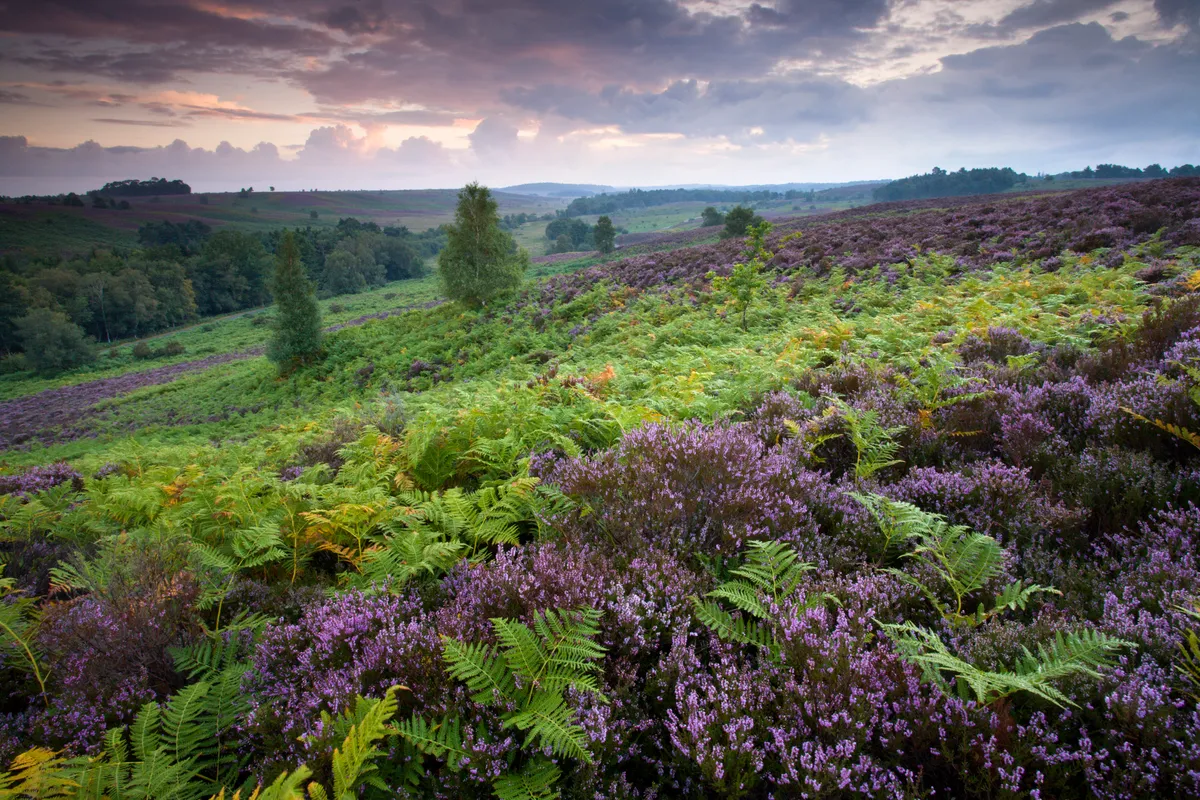 Flowering bell heather and bracken on Rockford Common in the New Forest National Park, Hampshire, England
