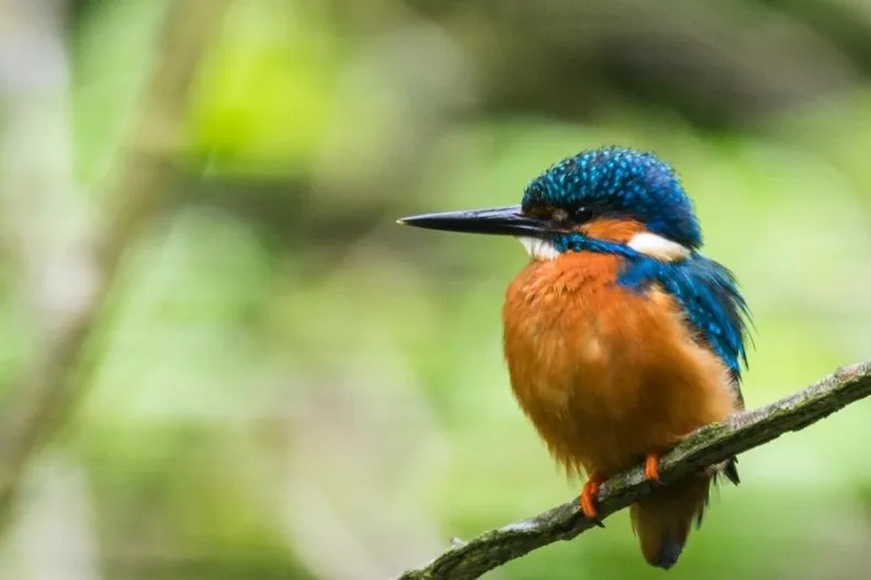 Kingfishers nest along the banks of the Derwent