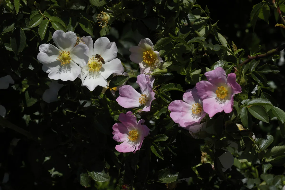 Rose, Rosa canina, Rosa arvensis Getty