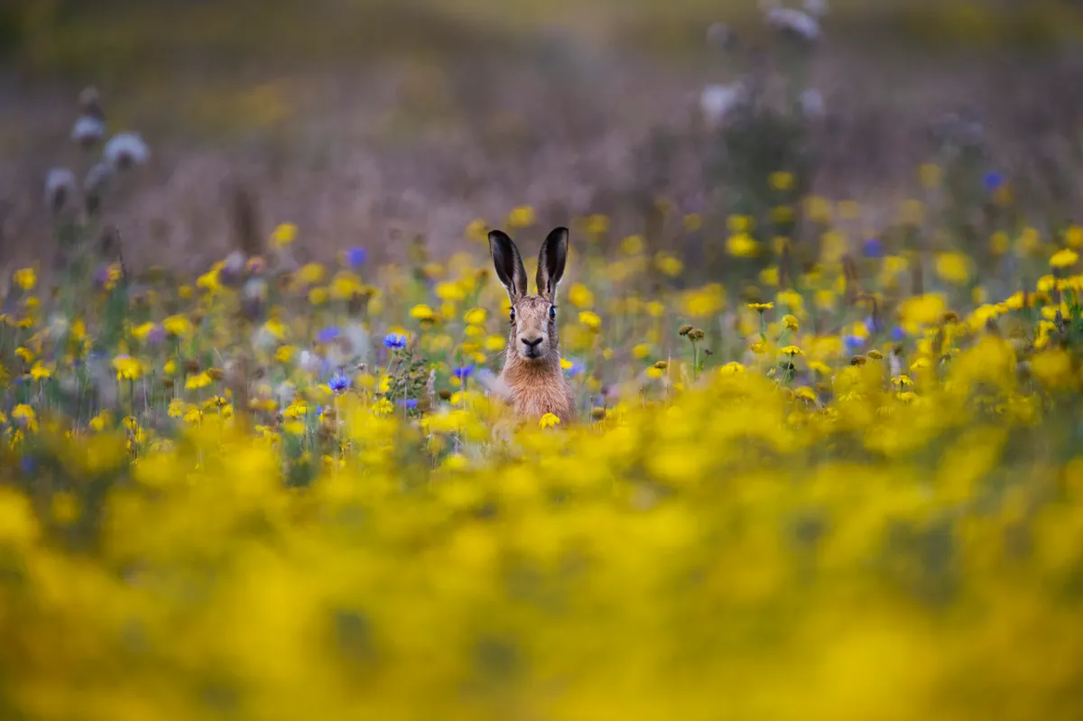 Brown Hare in Norfolk flower meadow