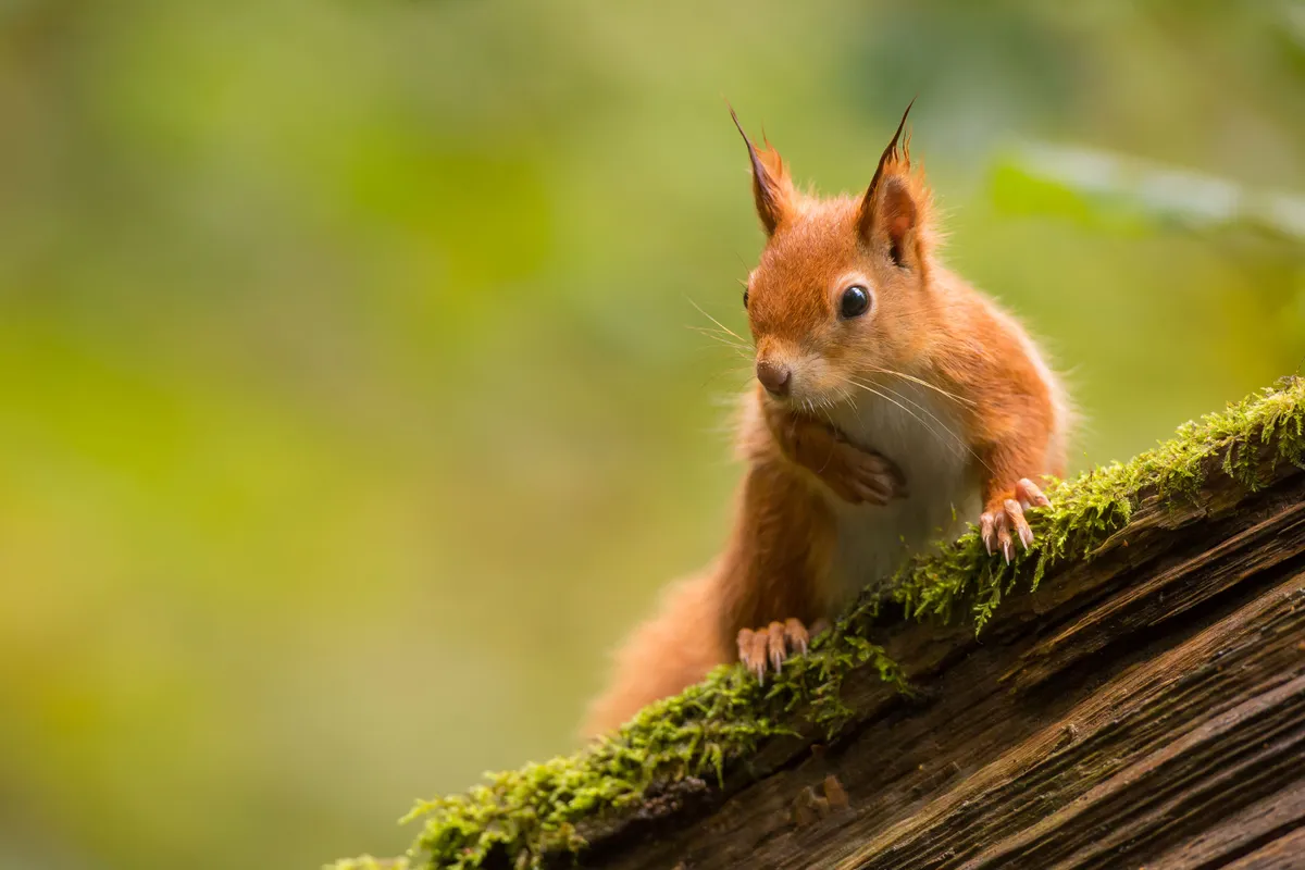 red squirrel on log
