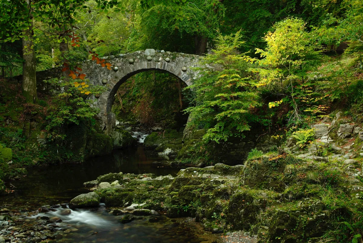 Tollymore Forest, County Down