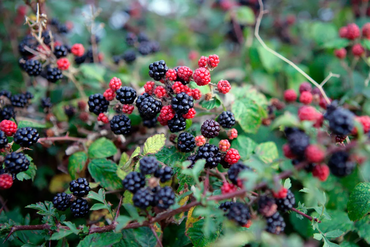 Blackberries growing in hedgerow with unripe red berries among the ripe black berries