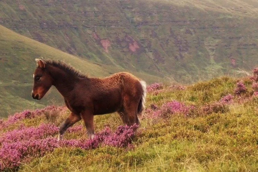 Look out for wild ponies on the ridge up to Carn Pica