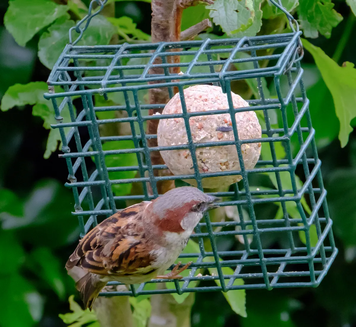 Adult sparrow seen perched on a bird feeder containing a high energy fat ball. Taken in early summer, the birds are feeding there out of view chicks.