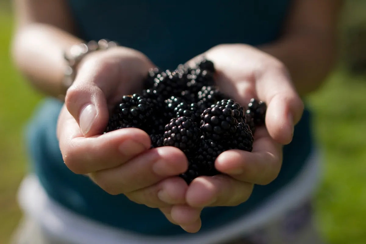 A shiny haul of blackberries cupped in two hands