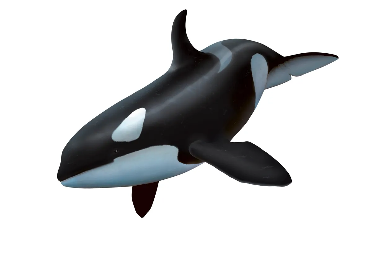 Female killer whale, artwork