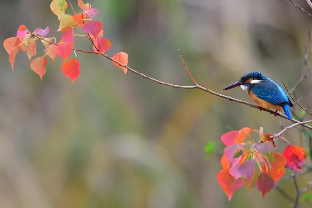 Kingfisher autumn
