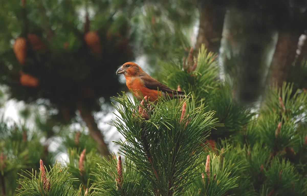 Male crossbills are an eye-catching sight in brick-red hues ©Getty