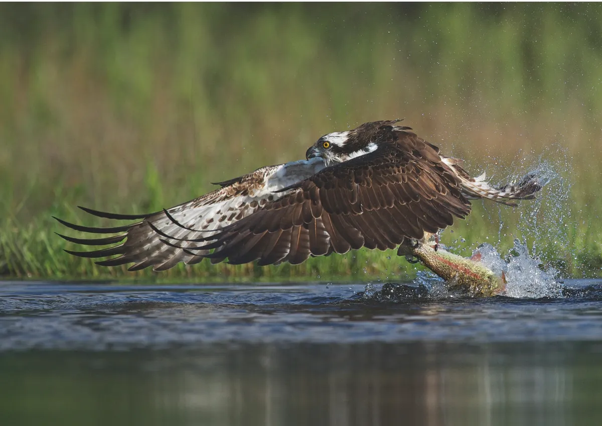 An adult osprey snatches its prey from the water, holding its trout catch firmly in its talons ©Natural.com